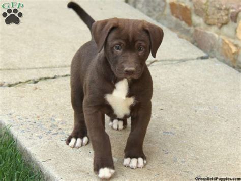 American Bulldog Cross Labrador Puppies For Sale