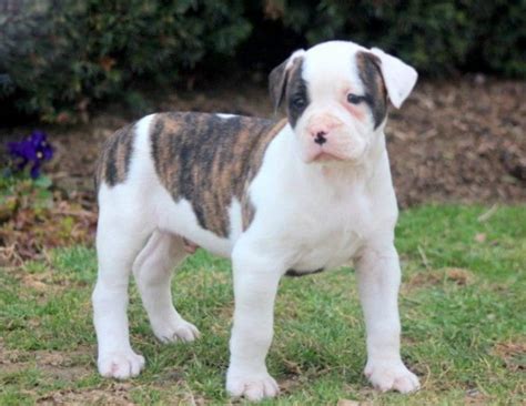 American Bulldog Mix Puppies For Adoption
