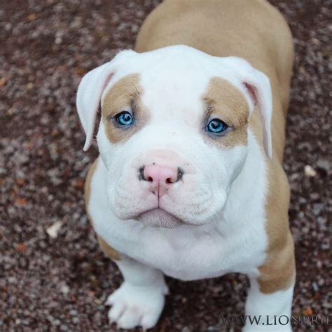 American Bulldog Pitbull Puppies For Sale