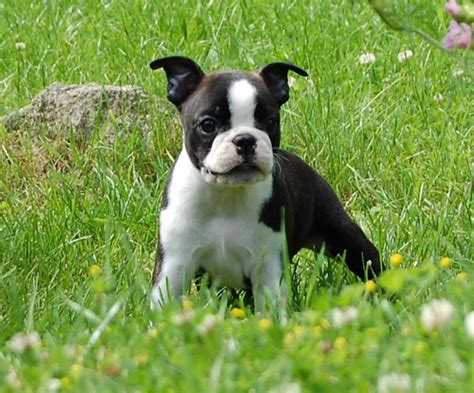American Bulldog Puppies Black And White