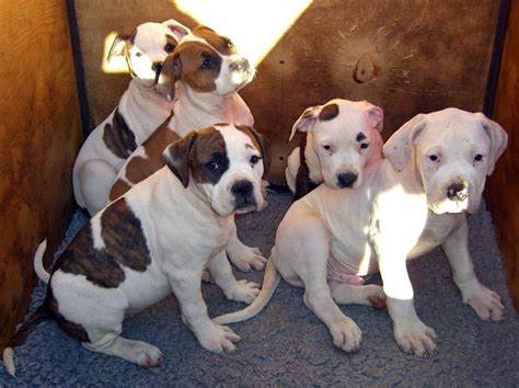 American Bulldog Puppies For Sale Hawaii