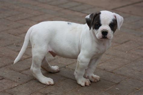 American Bulldog Puppies For Sale In Arkansas