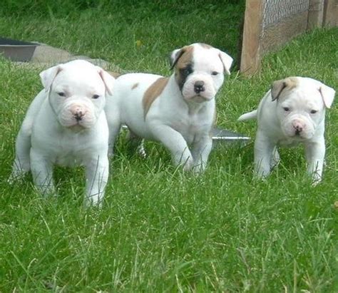 American Bulldog Puppies For Sale In Austin Texas