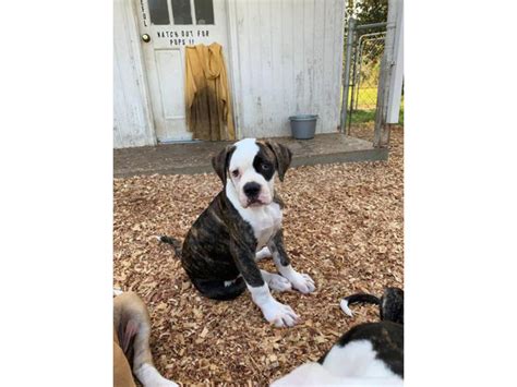 American Bulldog Puppies For Sale In Charleston Sc