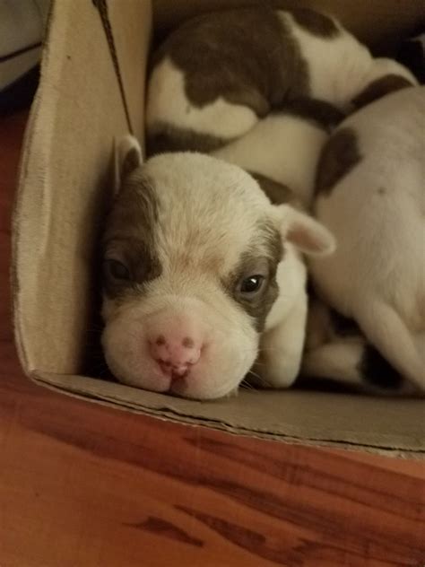 American Bulldog Puppies For Sale In Miami