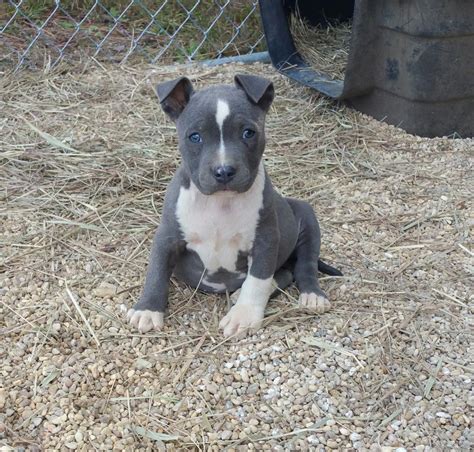 American Bulldog Puppies For Sale In Ms