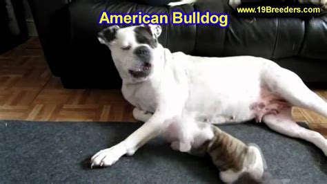 American Bulldog Puppies For Sale In Nebraska