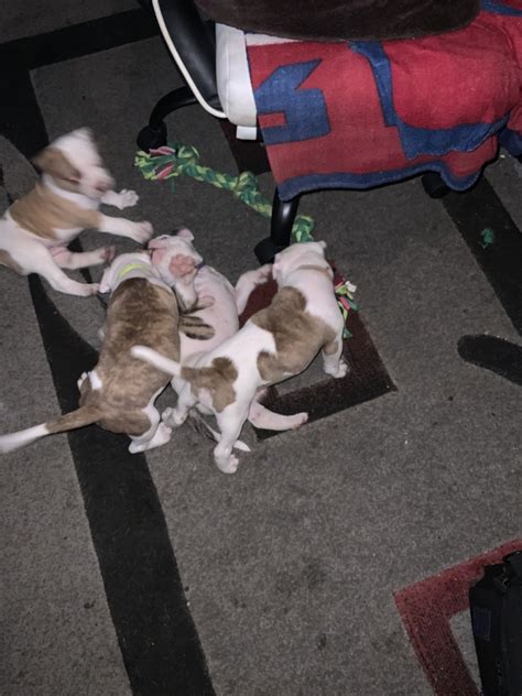 American Bulldog Puppies For Sale In St Louis Mo