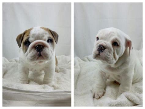 American Bulldog Puppies For Sale In Tacoma Wa
