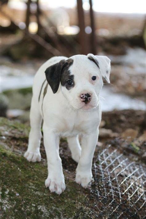 American Bulldog Puppies For Sale Maine