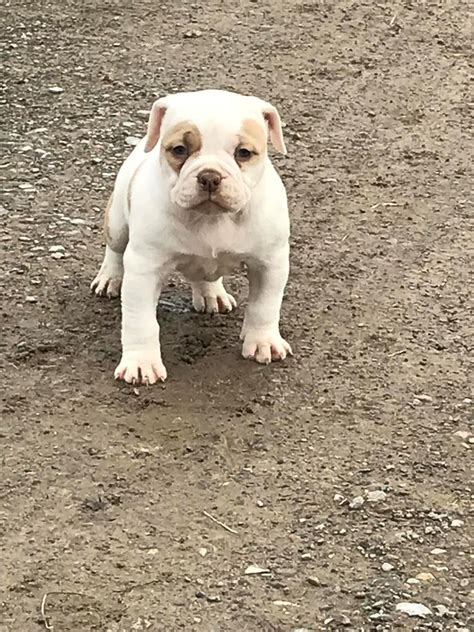 American Bulldog Puppies For Sale Ny