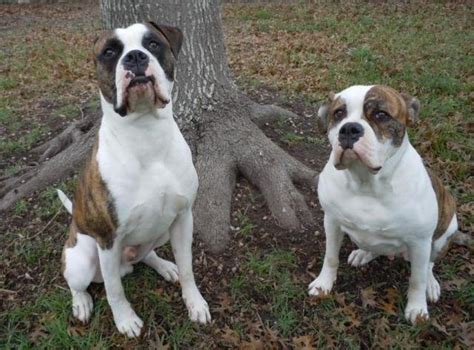 American Bulldog Puppies For Sale San Antonio