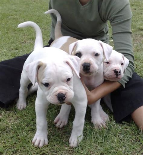 American Bulldog Puppies For Sale Tampa