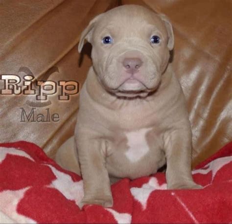 American Bulldog Puppies For Sale Utah