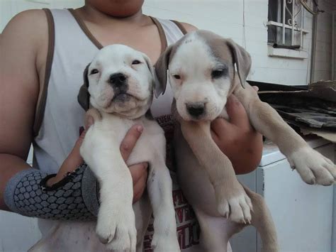 American Bulldog Puppies In Az
