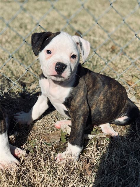 American Bulldog Puppies Oklahoma