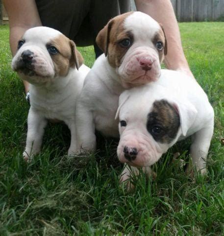 American Bulldog Puppies San Antonio