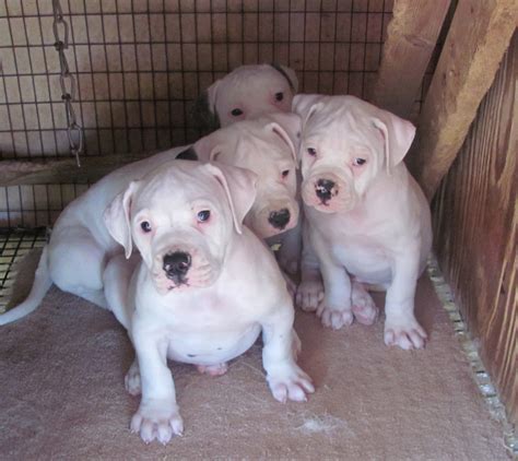 American Bulldog Puppies South Florida