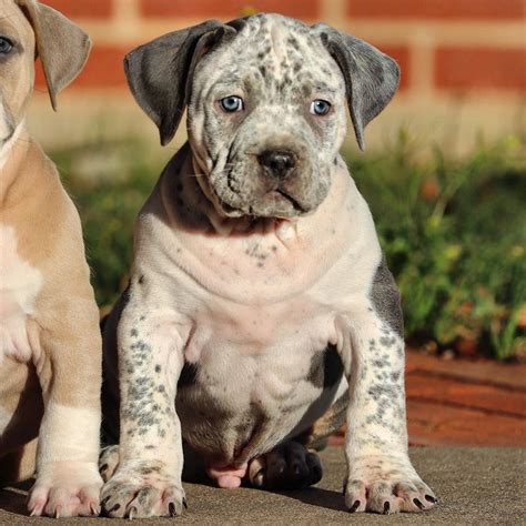 American Bulldog Puppies Texas