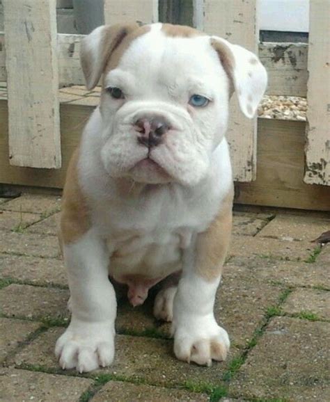 American Bulldog Puppies With Blue Eyes