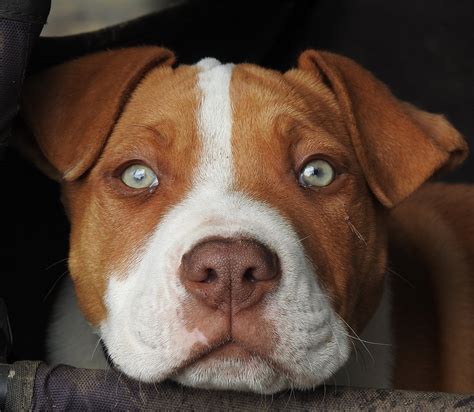 American Bulldog Red Nose Pitbull Mix Puppies