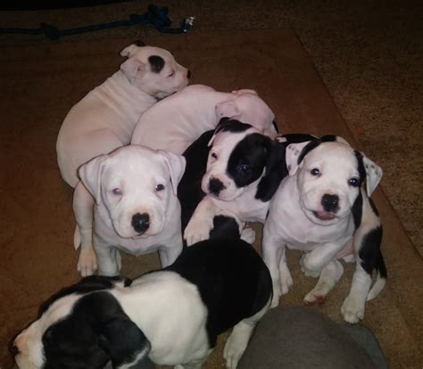 American Bulldog puppies are ready to go!!!! Looking for their forever home, and a well welcome as a new addition to the family