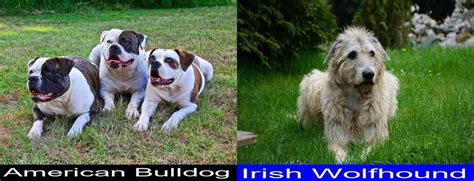 American Bulldog versus Irish Wolfhound. Final Verdict on Which …