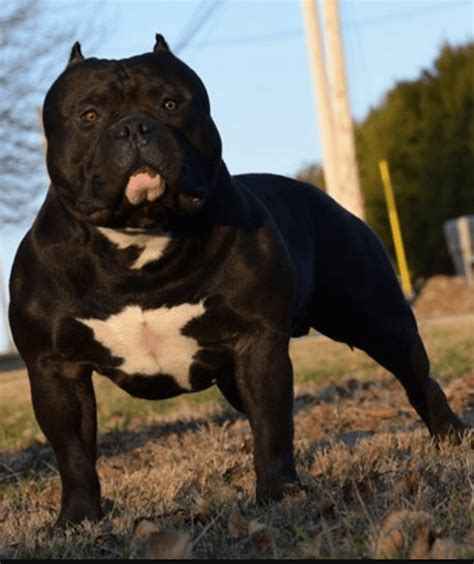 American Bully For Sale in Mississippi (70) Petzlover