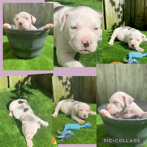 American Bully puppies for sale in Springfield, MO from trusted ...