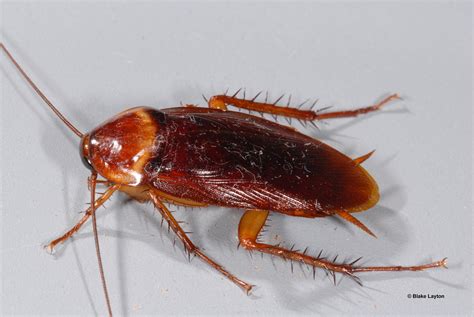 American Cockroaches