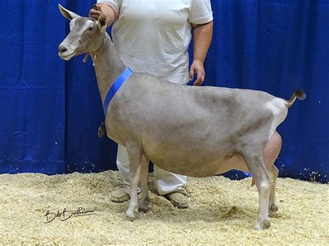 American Dairy Goat Association National Show - 10times