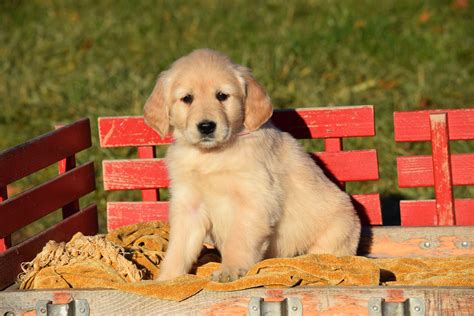 American Golden Retriever Puppies For Sale Near Me