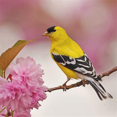 American Goldfinch Molt - Utah Birds