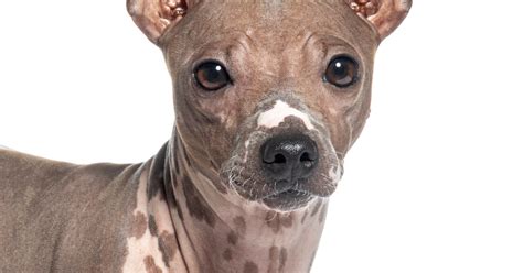 American Hairless Terrier - DogTime