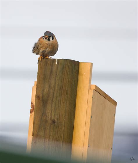 American Kestrel Nest Box : 22 Steps (with Pictures)