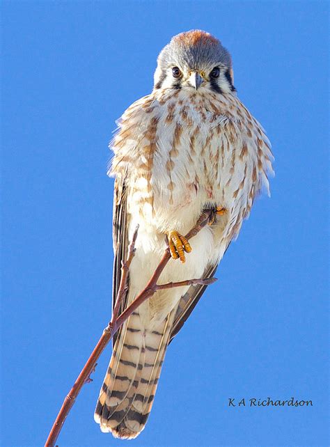 American Kestrels – Kessie & Amke – birds & musings