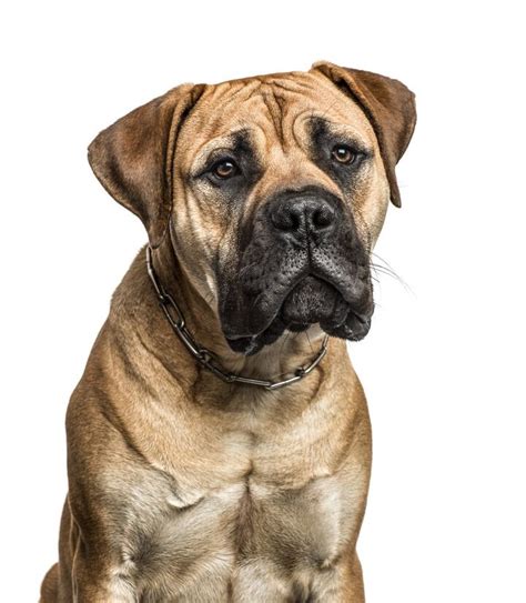 American Mastiff Dog Breed Care, Feeding, Grooming and Health ...