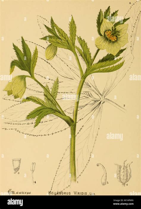 American Medicinal Plants 1887