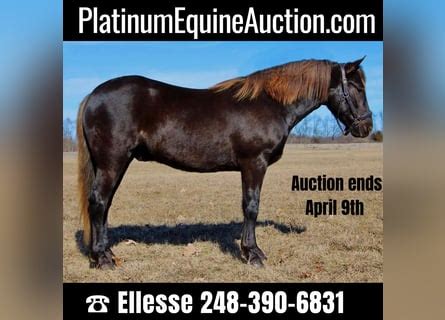 American Morgan Horses for sale ehorses.com