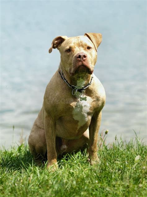 American Pit Bull Terrier royalty-free images - Shutterstock