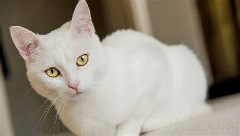 American Shorthair White Cat - Us Pets Love