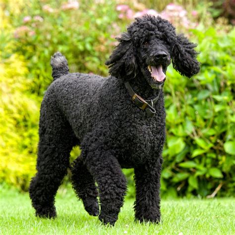 American Standard Poodle Puppies