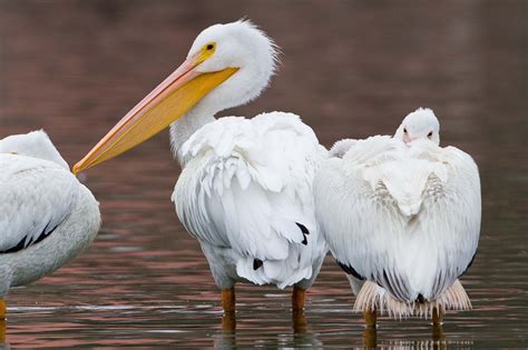 American White Pelican - Gov