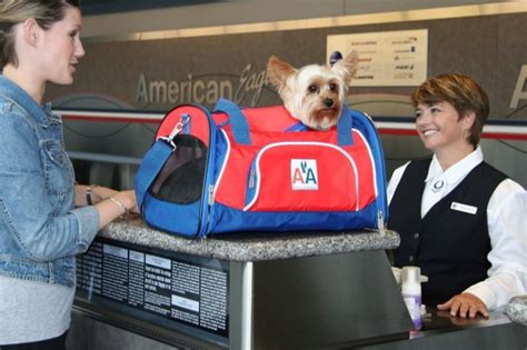 American airlines pet. American Airlines. 800-433-7300. In Cabin/Carry-On Pet Fee: $125 one-way Maximum Weight Allowed: Pet and container can weigh no more than 20 lbs. combined. Cargo Area/Checked Baggage Pet Fee: Fees vary; will be confirmed at time of booking. Pet Carrier Guidelines: For pets traveling in cabin/carry-on, non-collapsible kennels cannot … 