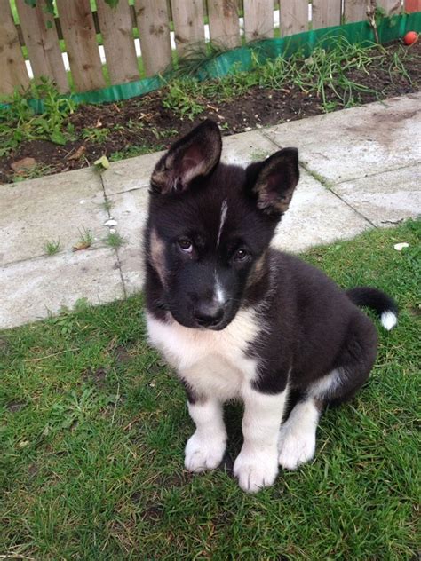 City of London, London. Age: 5 months | Ready to leave: Now. American Akita puppies for sale are adorable, intelligent, and strong companions that are sure to capture your heart. These puppies belong to the Akita breed, a majestic and powerful breed known for their loyalty, courage, and protective nature.. 