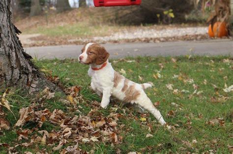 Nov 10, 2016 · They are usually very happy and attentive to their surroundings. The Brittany Spaniel can live for as long as 15 years and usually weighs below 18 kilograms. This dog breed is available in several color combinations, such as white and orange, white and liver, as well as black and white. Some variants are roan or piebald in color.