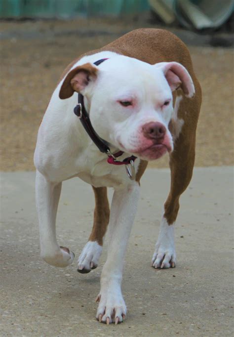 American bulldog mixed with pit. Things To Know About American bulldog mixed with pit. 
