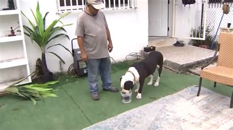 American bulldog thought to be abandoned in Miami reunites with owner