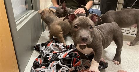 American bully adoption. About. Discussion. About this group. Hello dog lovers! Welcome to this group for beautiful American Bullys: We will be happy if you support the growth of this group. Owners and … 
