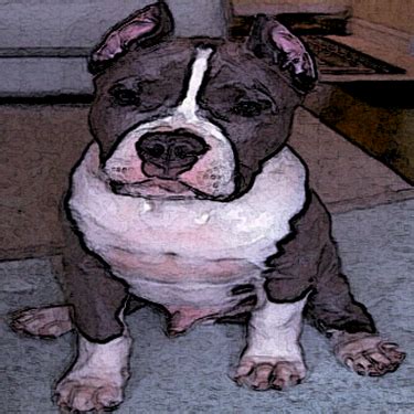 + The Platinum Pedigree is based on proprietary technology and exclusive to the American Bully Association + Comparisons are: * ADBA 7 generation showing a maximum of 255 relationships * UKC 6 generation showing a maximum of 127 relationships * AKC and ABKC’s 5 generation pedigrees showing a maximum of 31 relationships. . 